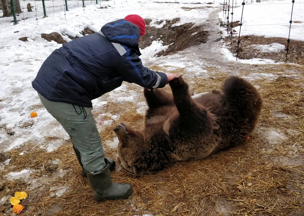 O piloto Andrei Ivanov brinca com um urso de três anos, que descobriu e criou, juntamente com os colegas, perto de Kaluga, na Rússia.