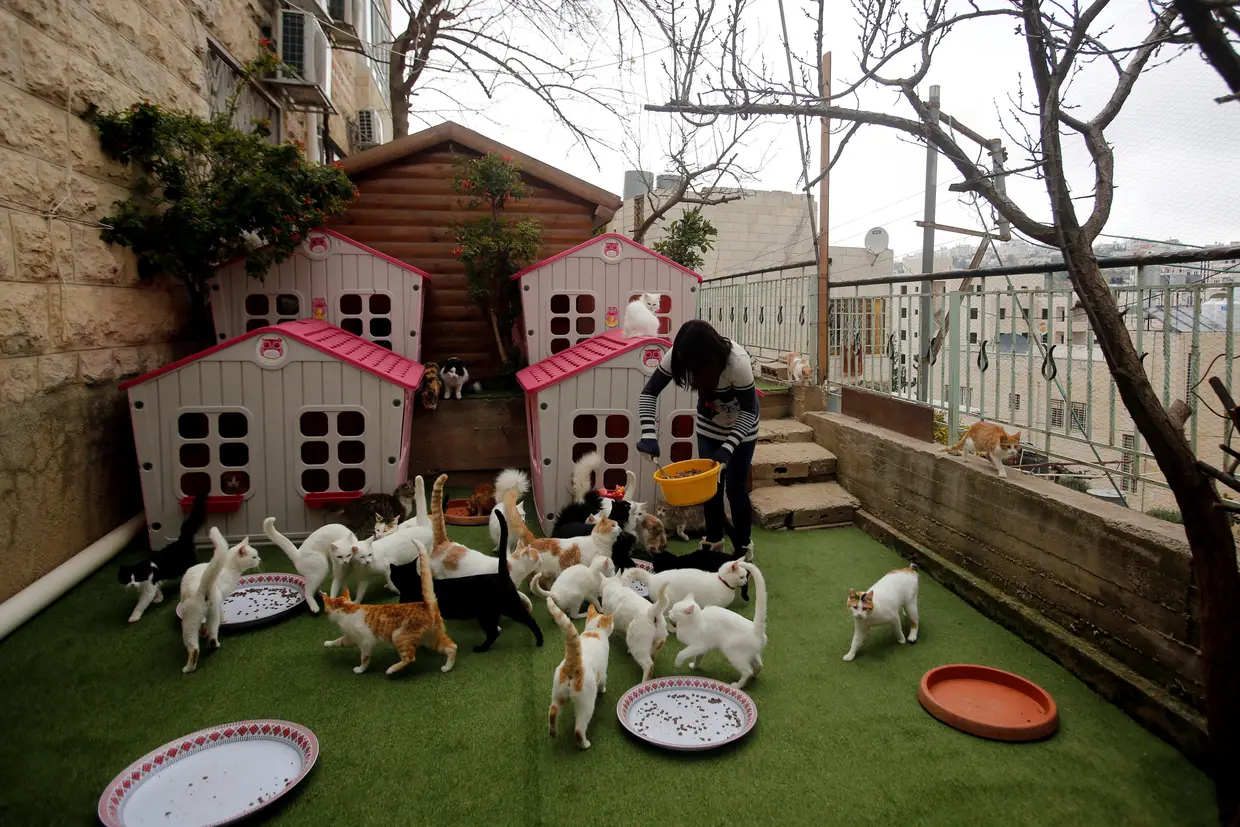 Uma mulher alimenta gatos que abrigou em sua casa, em Hebrom, na Cisjordânia.