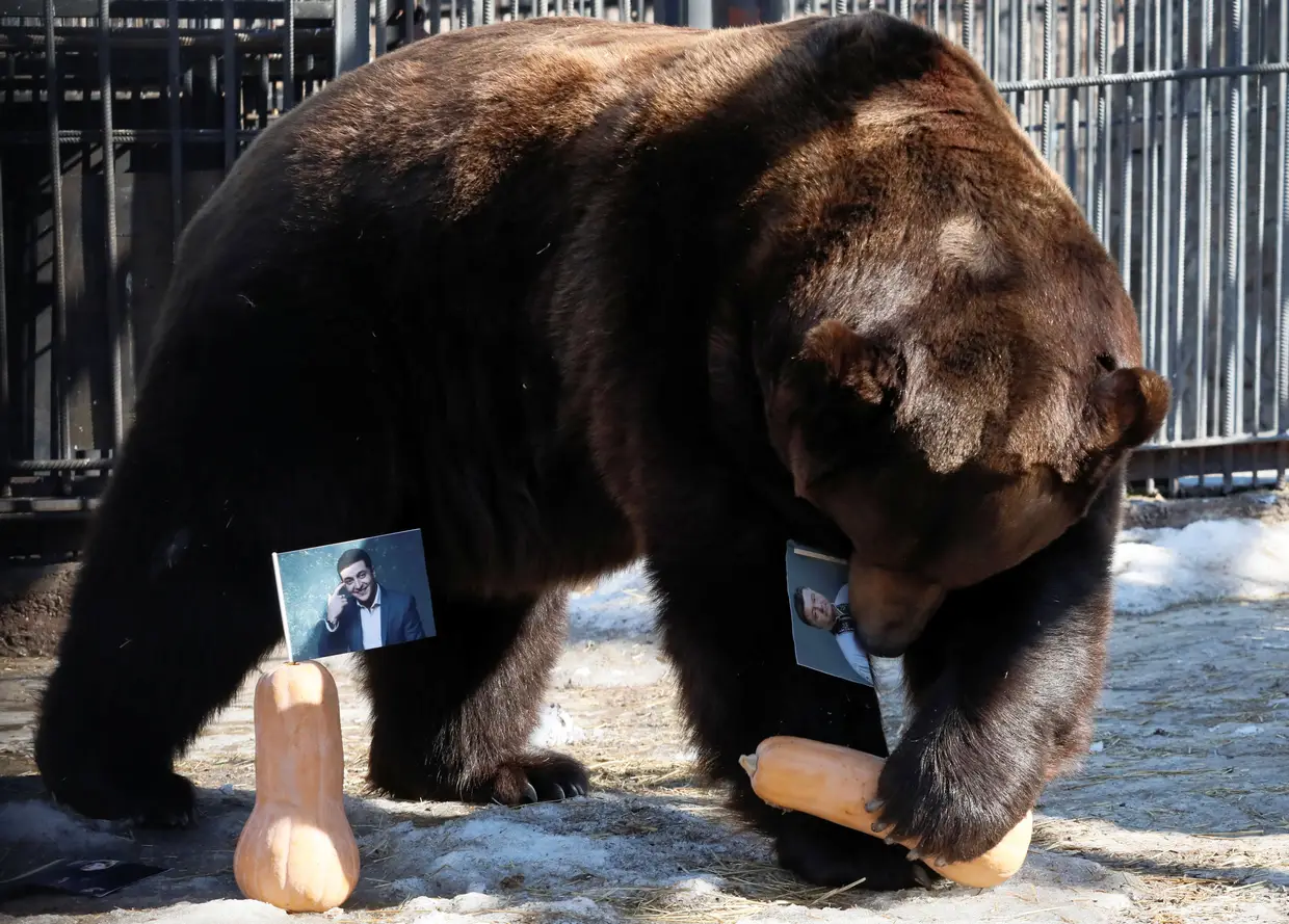 Buyan, um urso-pardo-siberiano, escolhe uma abóbora com uma fotografia do candidato Petro Poroshenko ao tentar prever o vencedor das presidenciais ucranianas, num Jardim Zoológico na Rússia.