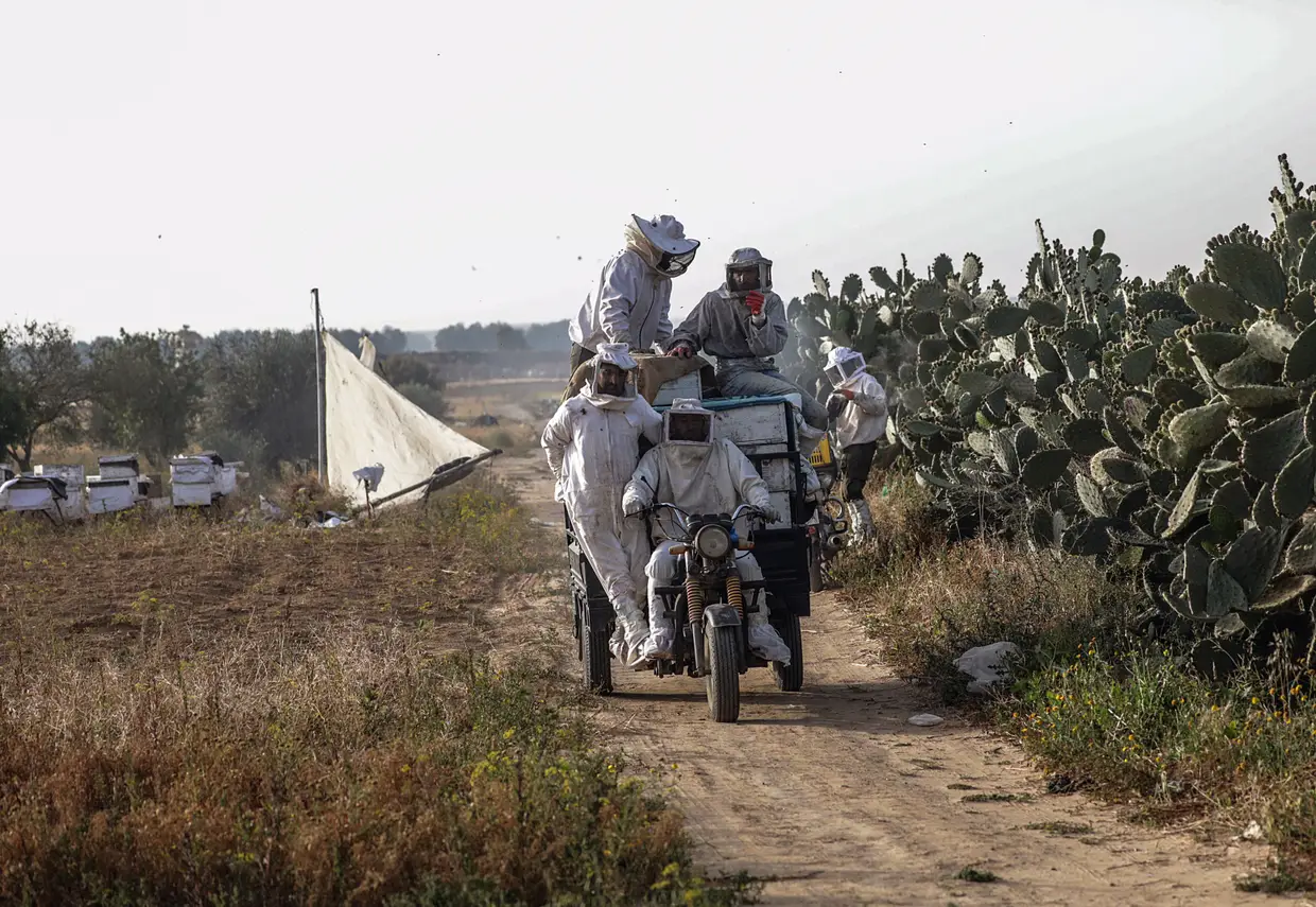Apicultores palestinos inspecionam colmeias numa fazenda no leste da cidade de Khan Younis, perto da fronteira com Israel, no sul da Faixa de Gaza.