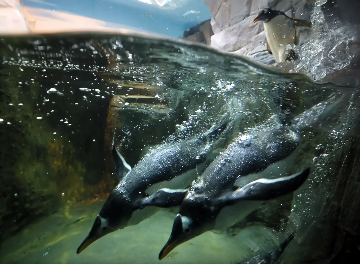 Zoo de Moscovo, Rússia.