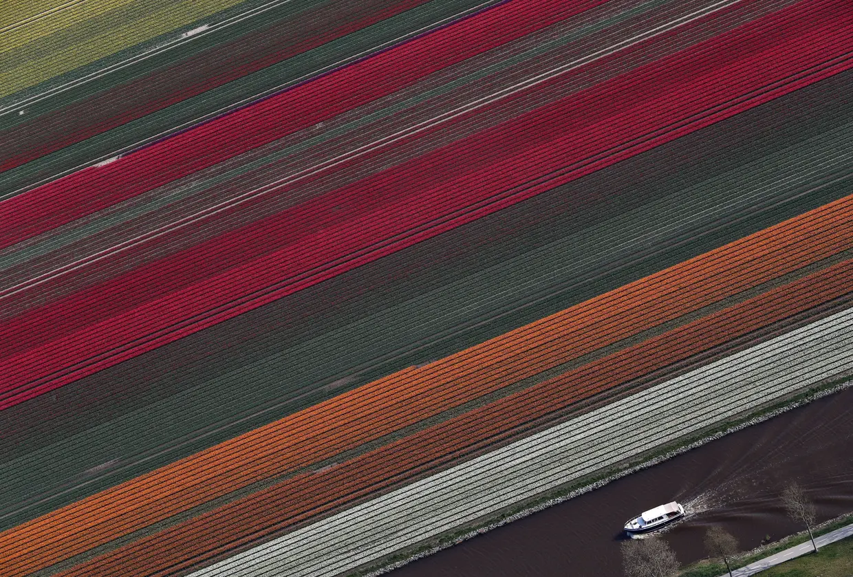 Vista aérea de um campo de tulipas na cidade de Creil, Holanda.