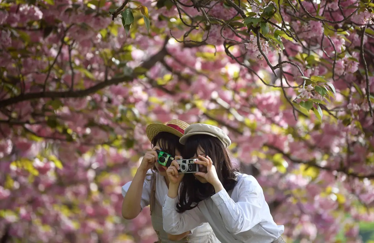 Duas mulheres tiram fotografias a flores de cerejeira em Londres, Inglaterra.