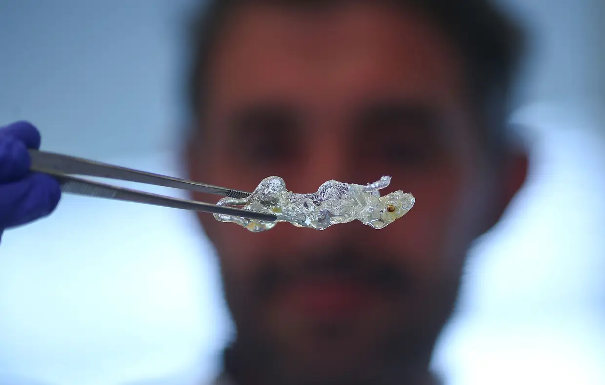 O Dr. Ali Ertuerk, do Instituto de Pesquisa de Derrame e Demência (ISD) da Universidade Ludwig Maximillian, observa um rato transparente desenvolvido com uma nova tecnologia num laboratório em Munique, Alemanha.