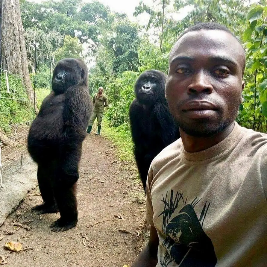 A selfie de um guarda-florestal com dois gorilas no Parque de Virunga, na República Democrática do Congo.