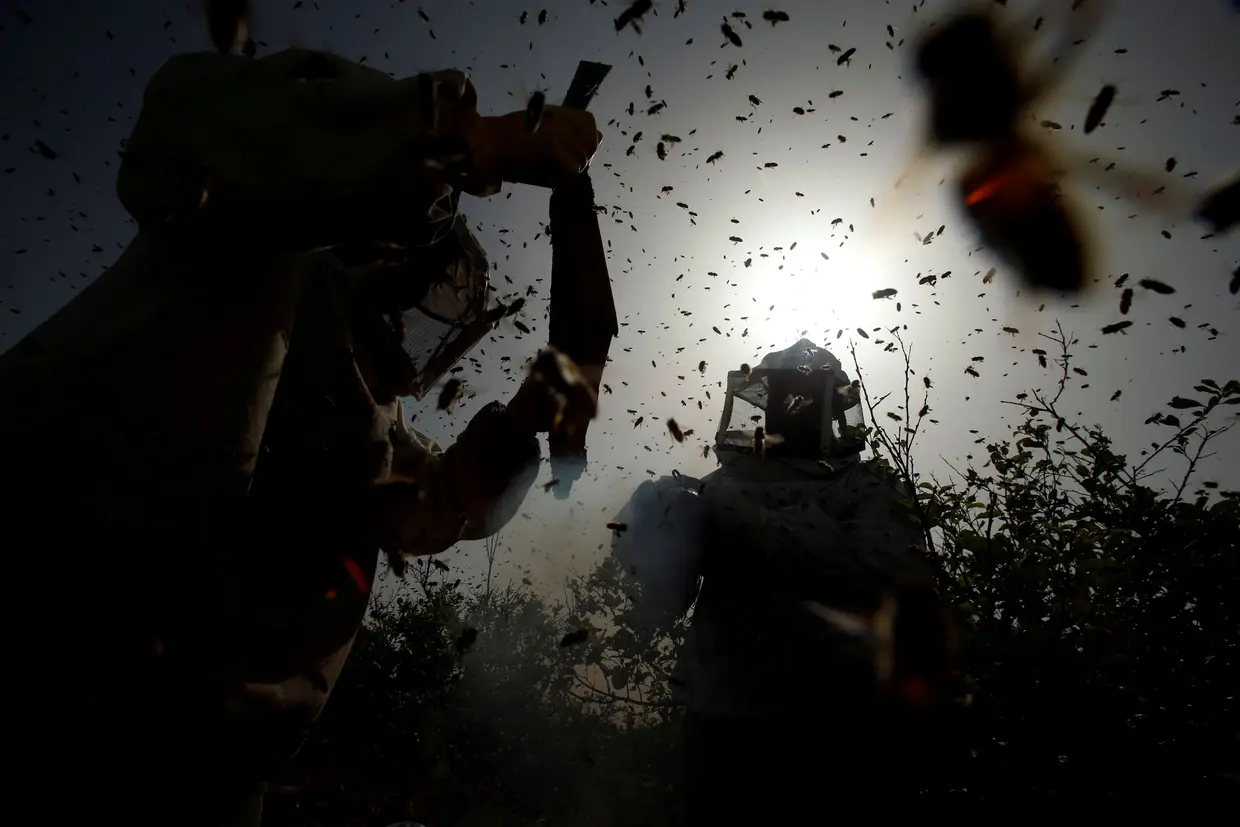 Apicultores palestinianos recolhem mel numa quinta em Gaza.