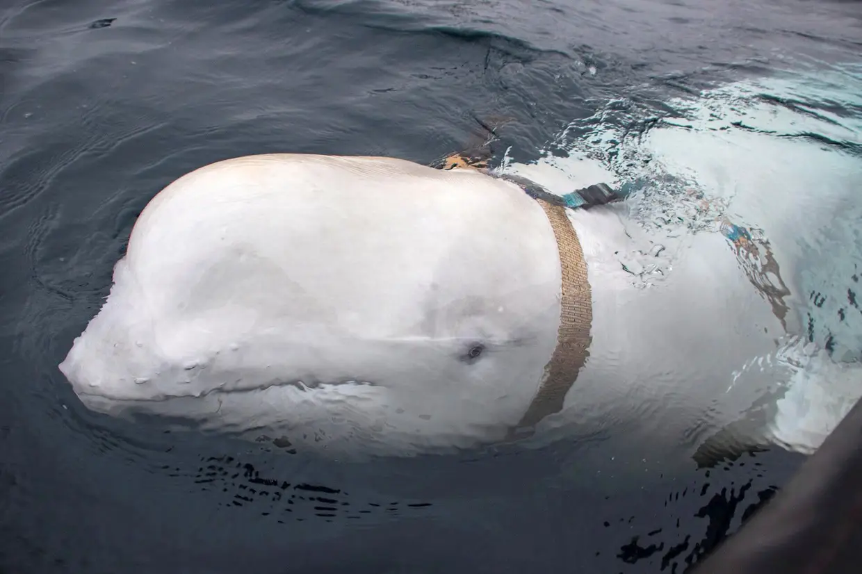 Uma baleia-branca, também conhecida como beluga, encontrada com um arnês na costa da Noruega. Especialistas acreditam que foi treinada pela marinha russa.