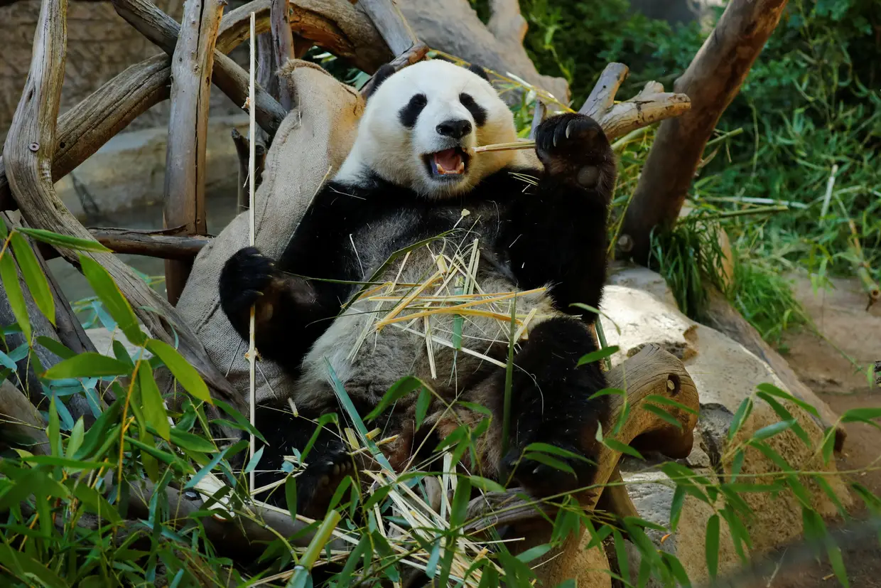 O panda gigante Xiao Liwu come bambu no Zoo de San Diego, na Califórnia, de onde sairá para regressar à China, 20 depois de ter sido emprestado por um programa de conservação.