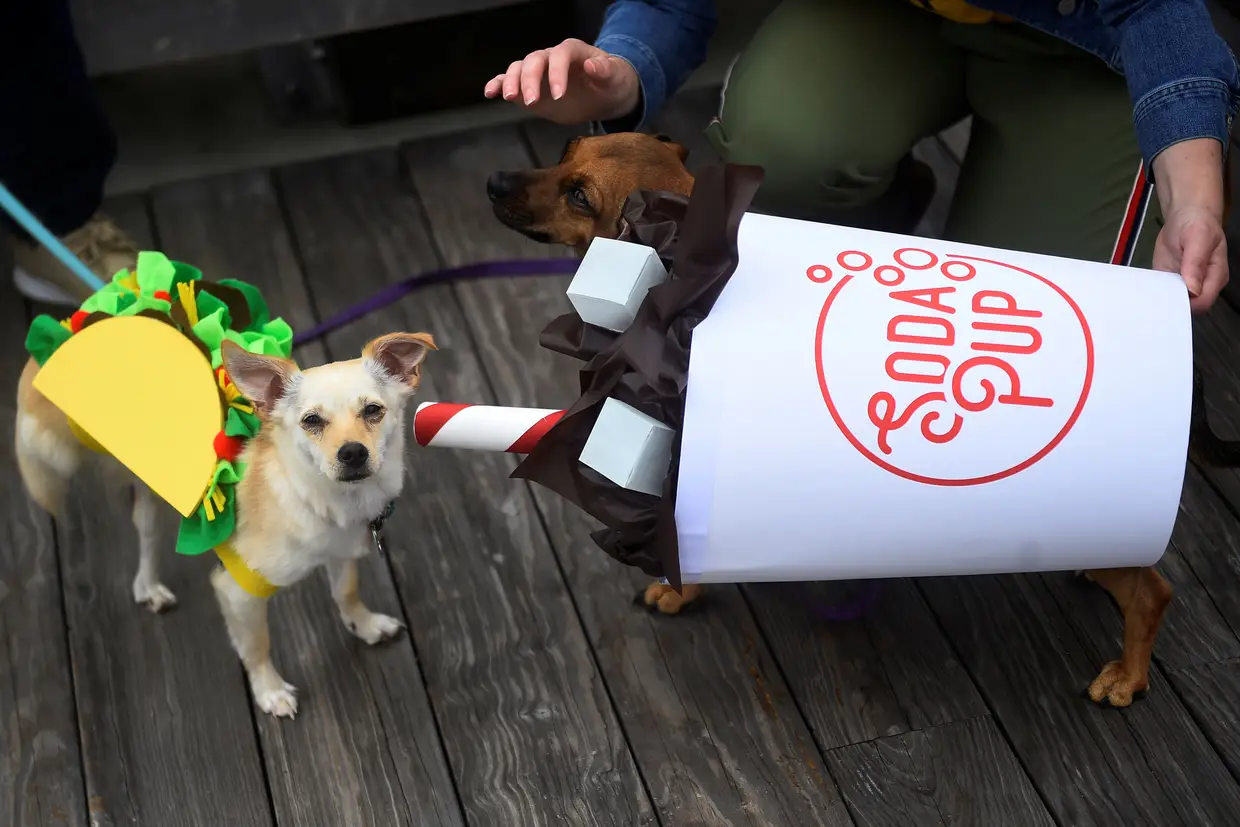Chihuahuas vestidos a rigor para a "Corrida dos Chihuahuas", nas celebrações do Cinco de Mayo, em Washington, Estados Unidos da América