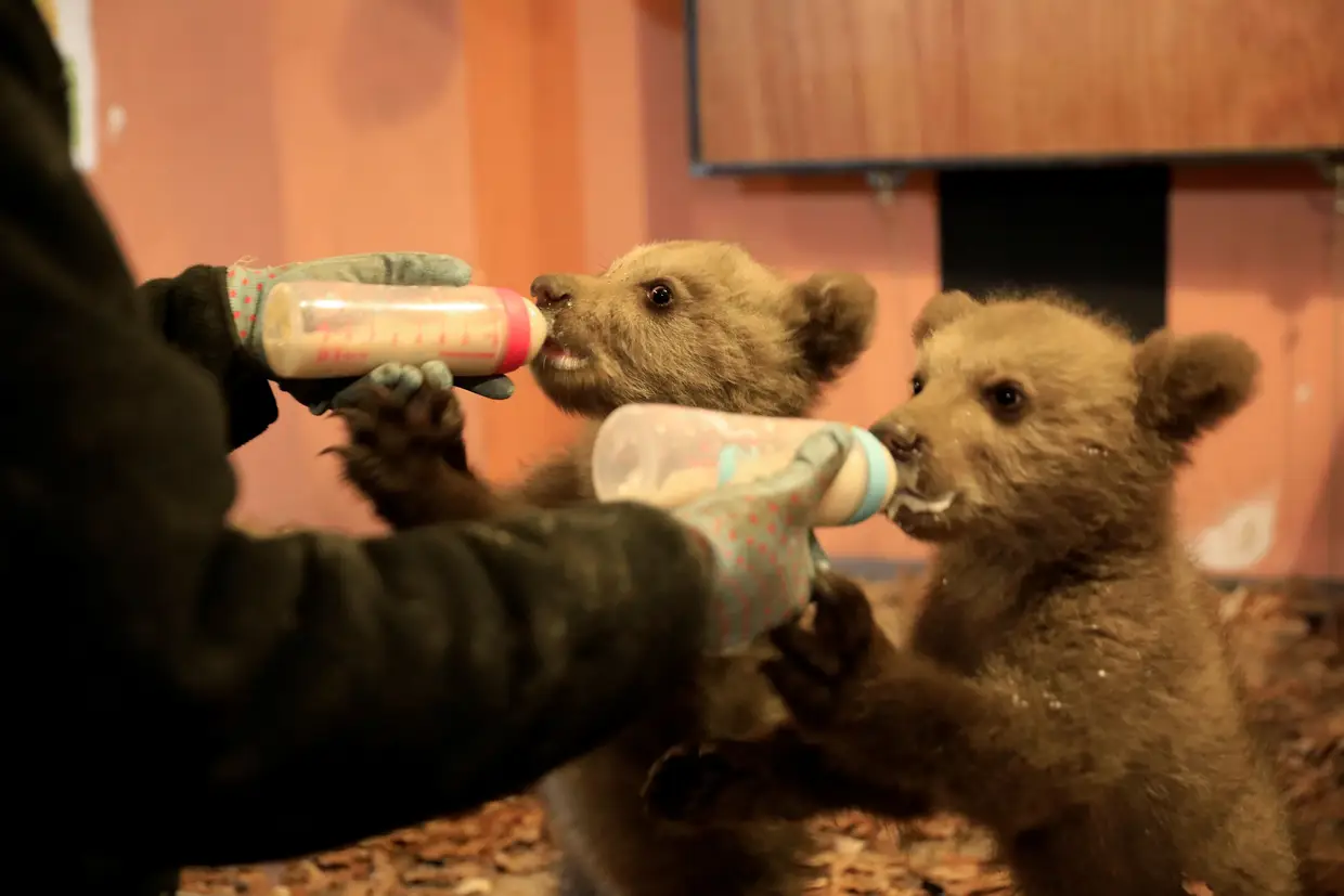 Dois ursos bebés são alimentados num santuário para ursos em Nymfaio, Grécia.