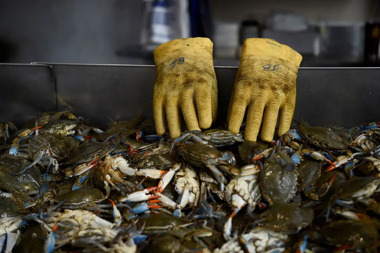 Um mercado de peixe, Washington, Estados Unidos da América.