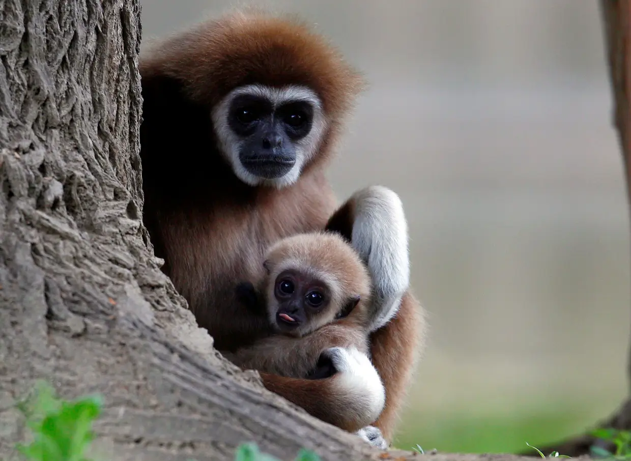 Uma cria de gibão e a sua mãe, no Jardim Zoológico de Escópia, Macedónia do Norte.