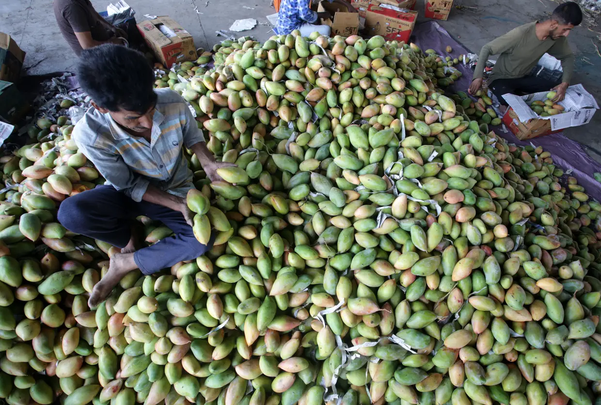 Trabalhadores indianos embalam mangas, para venderem num mercado de fruta em Jammu, a capital de inverno da Caxemira indiana.