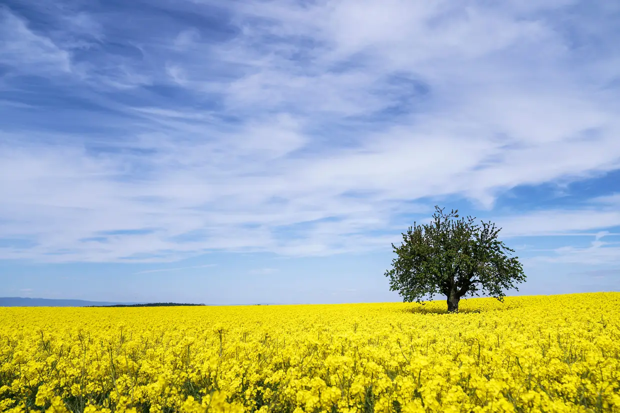Um campo de colzas em Düdingen, na Suíça.