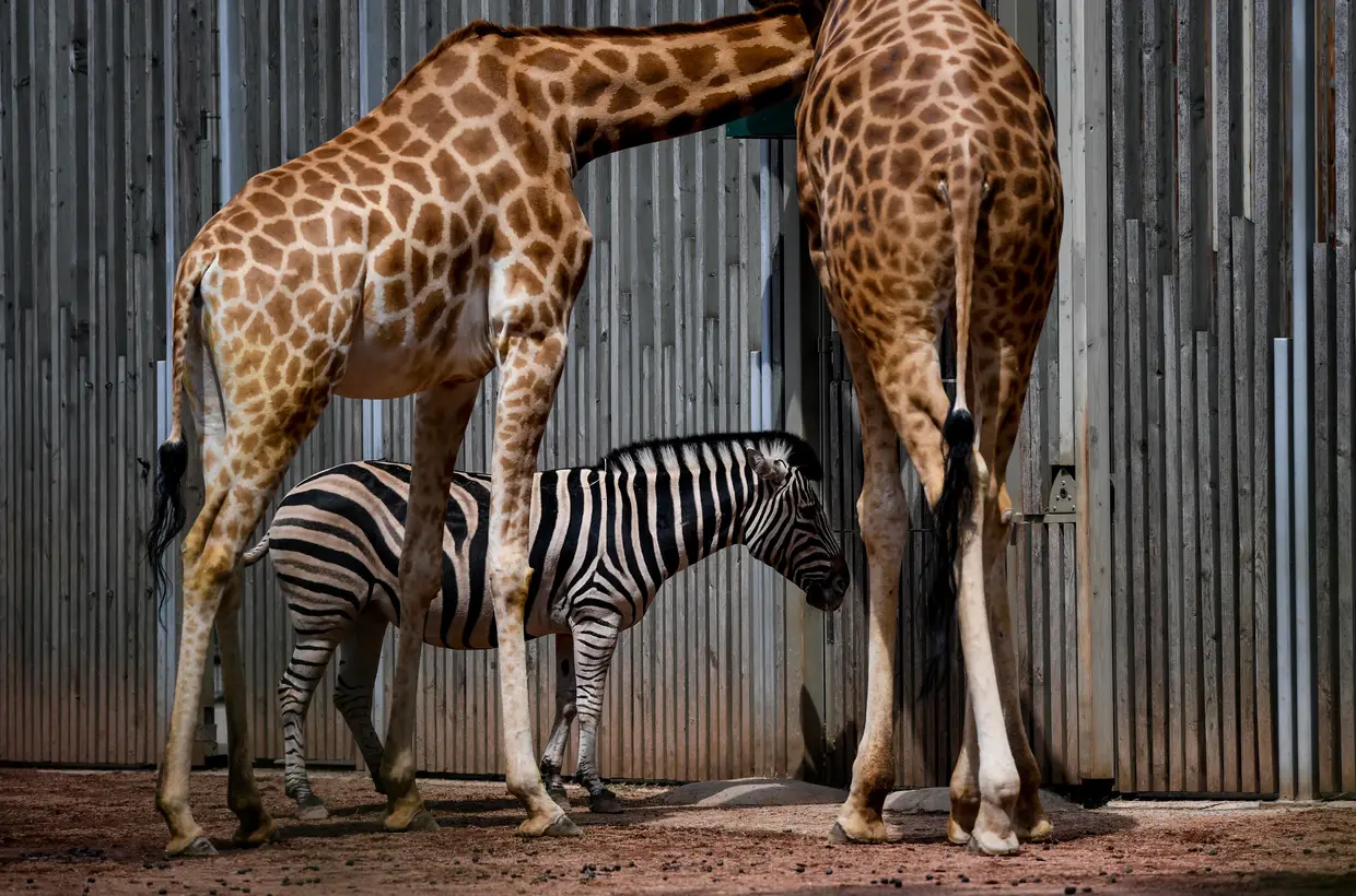 Uma zebra e duas girafas no zoo de Dresden, Alemanha.