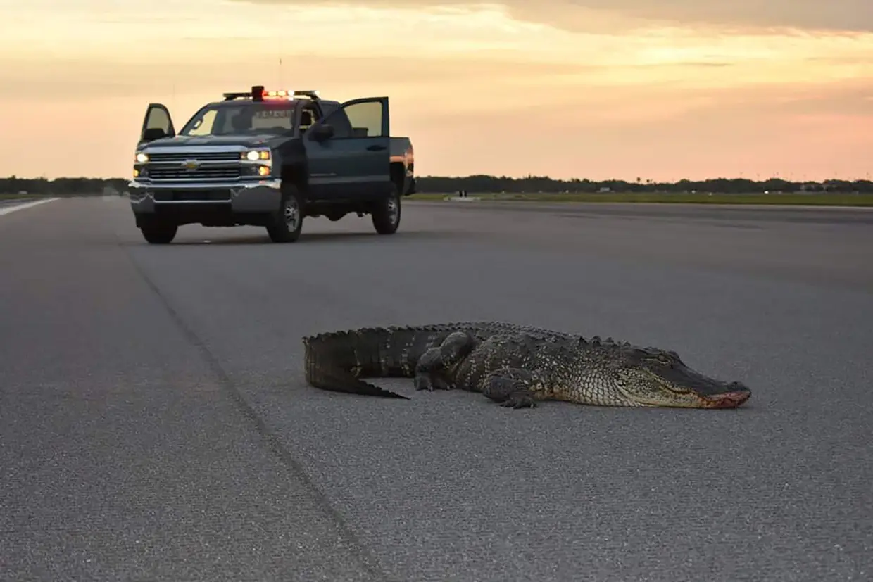 Um jacaré numa pista de descolagem da MacDill Air Force Base em Tampa, Flórida, EUA. O animal foi de seguida transportado para um outro local em segurança.