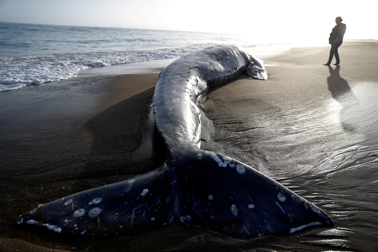 Uma baleia cinzenta morta deu à costa na praia de Limantour, no norte de São Francisco, na Califórnia