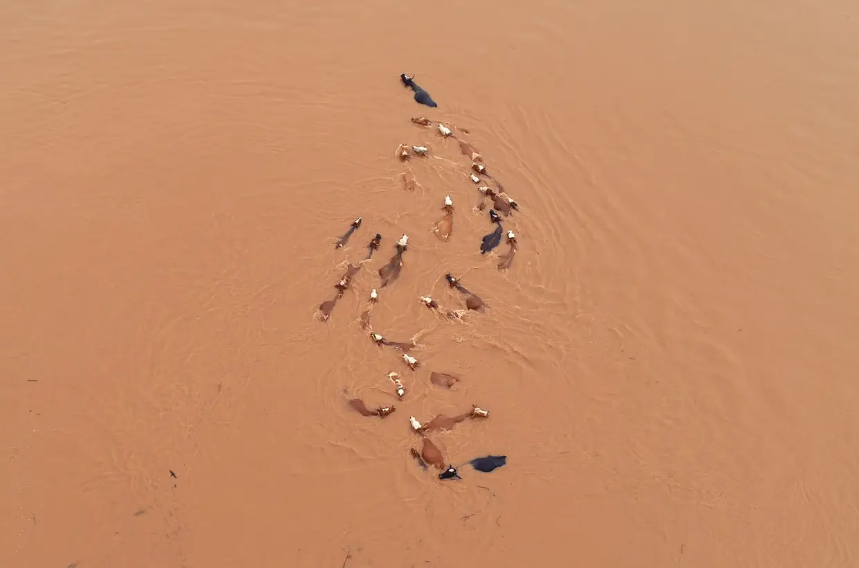 Uma manada de vacas presa pelas inundações causadas pela chuva torrencial em Jian, na província de Jiangxi, na China.