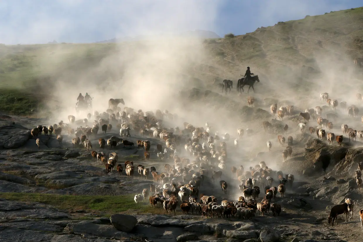 A migração de vacas, ovelhas e cabras para as áreas de pasto de Verão, Xinjiang, China.