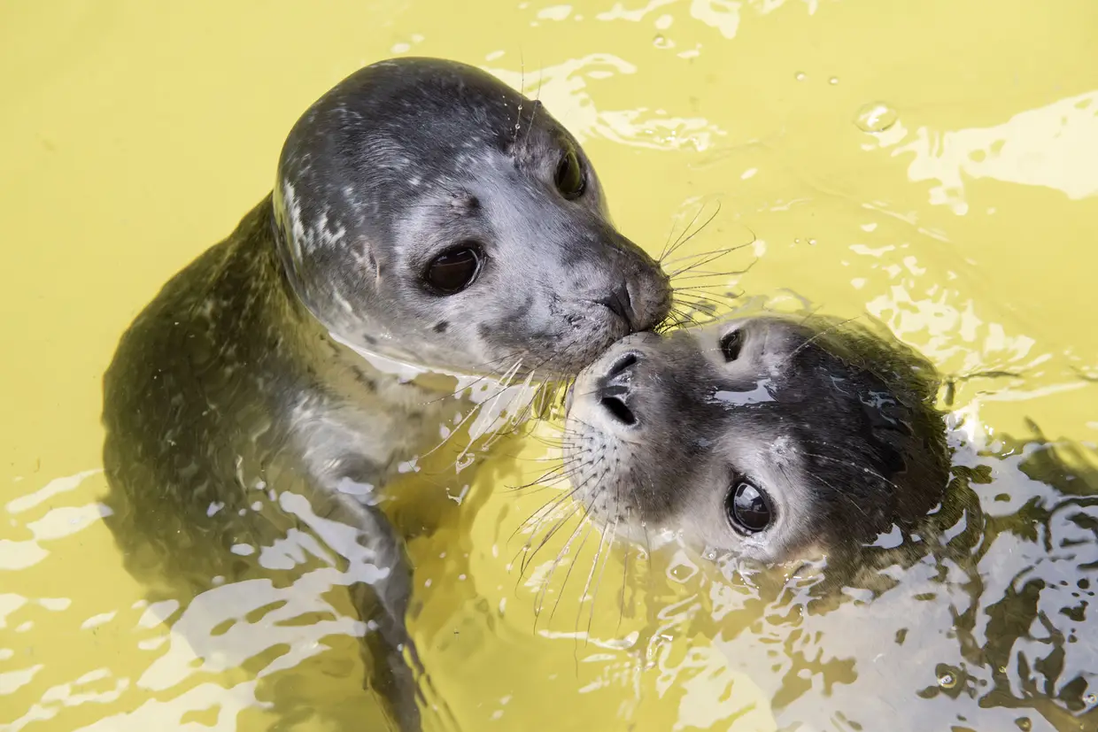 Crias de foca nadam numa piscina, num abrigo para focas abandonadas, em Norddeich, Alemanha.
