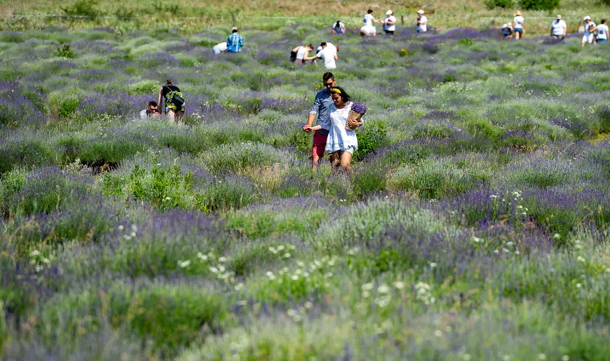 Visitantes numa plantação de lavanda, em Tihany, Hungria.