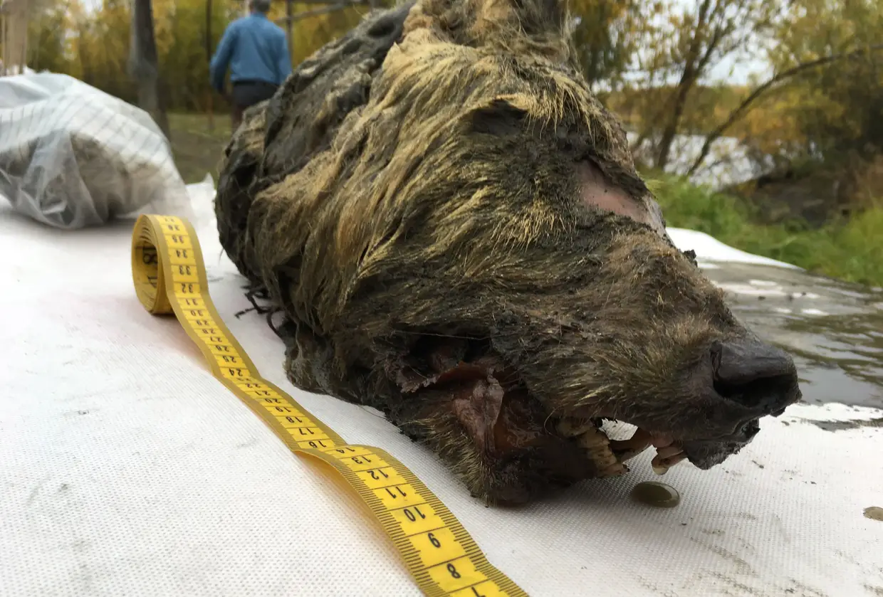 Cientistas divulgaram uma fotografia da cabeça de um lobo com 40 mil anos descoberta em 2018 em Iacútia.