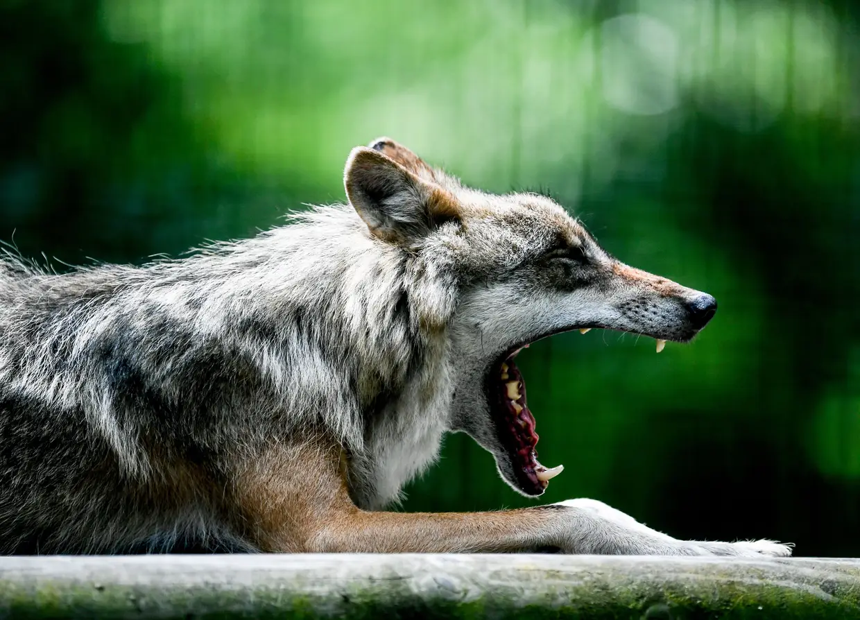 Um lobo cinzento no parque selvagem de Moritzburg, Alemanha.