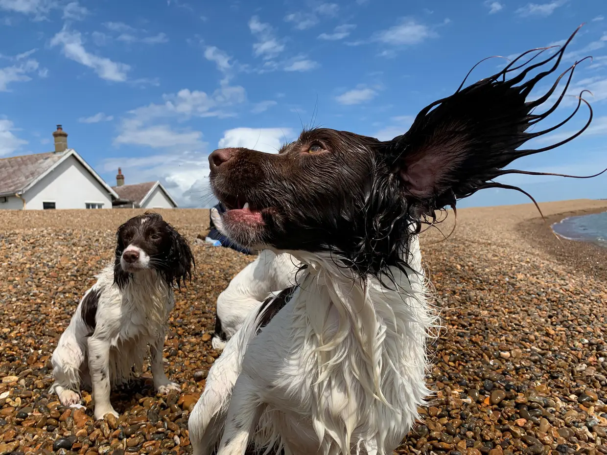 Cães brincam na praia em Suffolk, Reino Unido.