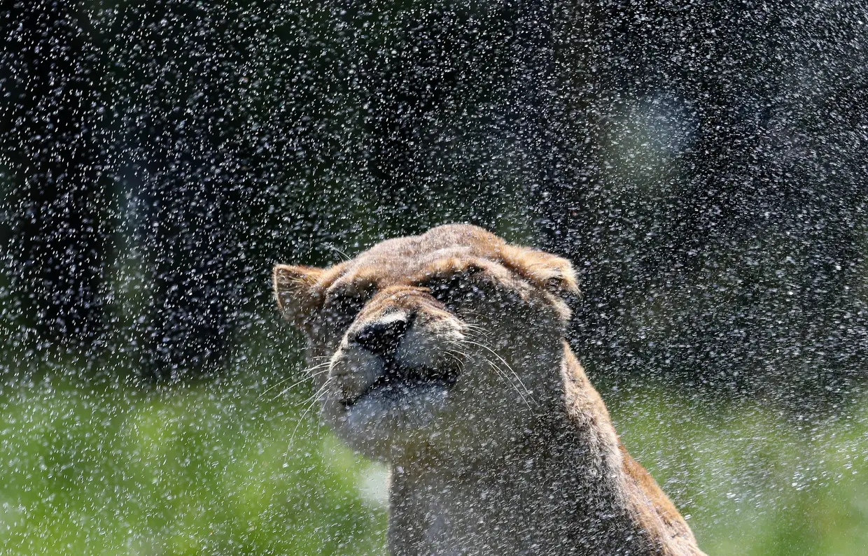 Uma leoa refresca-se num irrigador de água no parque Blair Drummond Safari perto de Stirling, na Escócia