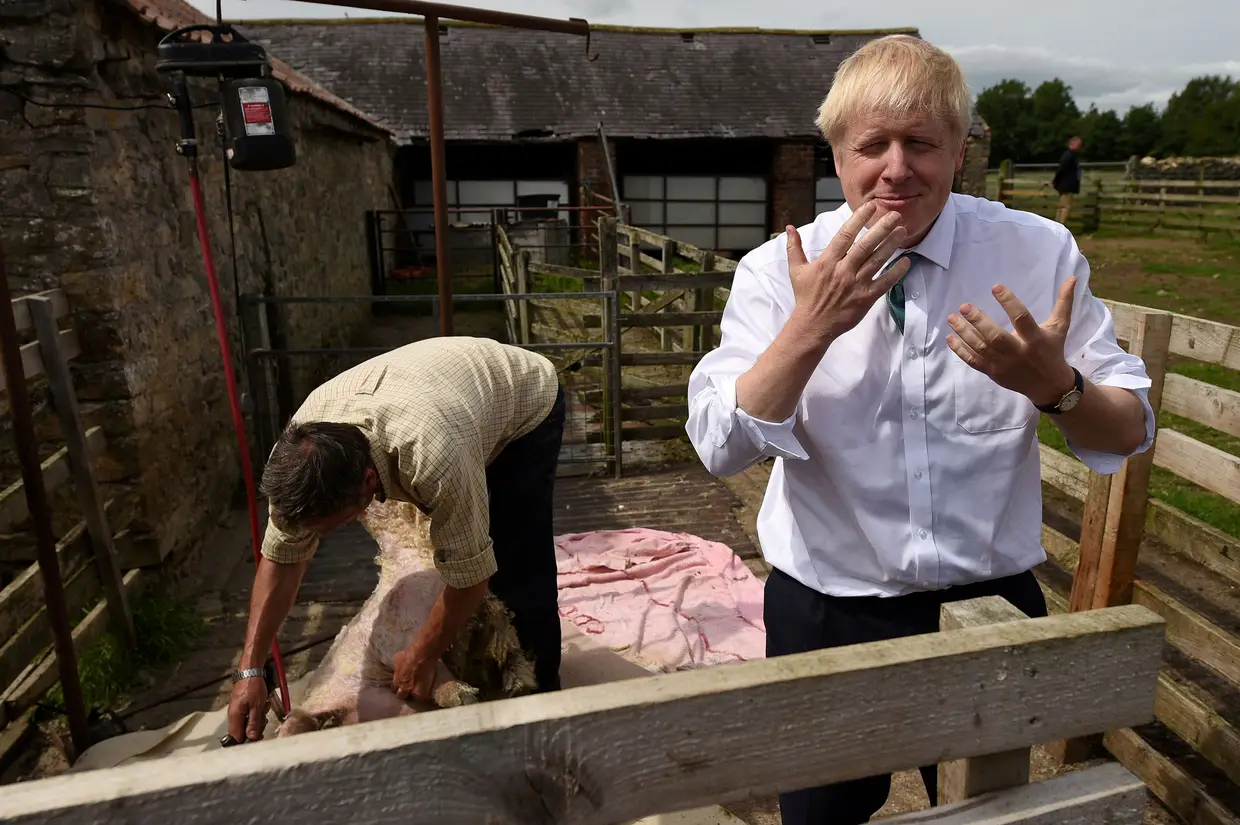 O candidato à liderança do partido conservador britânico, Boris Johnson, cheira as mãos após tosquiar uma ovelha em North Yorkshire.