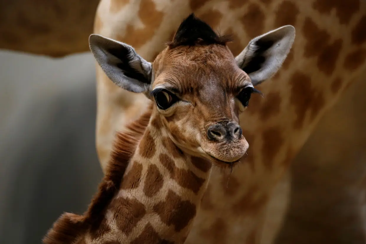 O mais recente membro da família do Jardim Zoológico de Paris, França.
