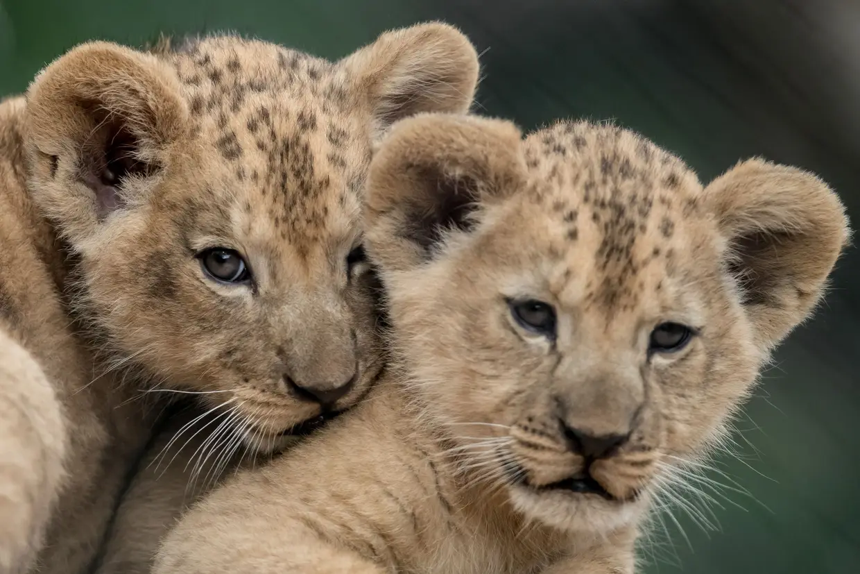 As novas crias de leão-do-atlas foram apresentadas no Safari Park, Dvur Kralove nad Labem, República Checa.