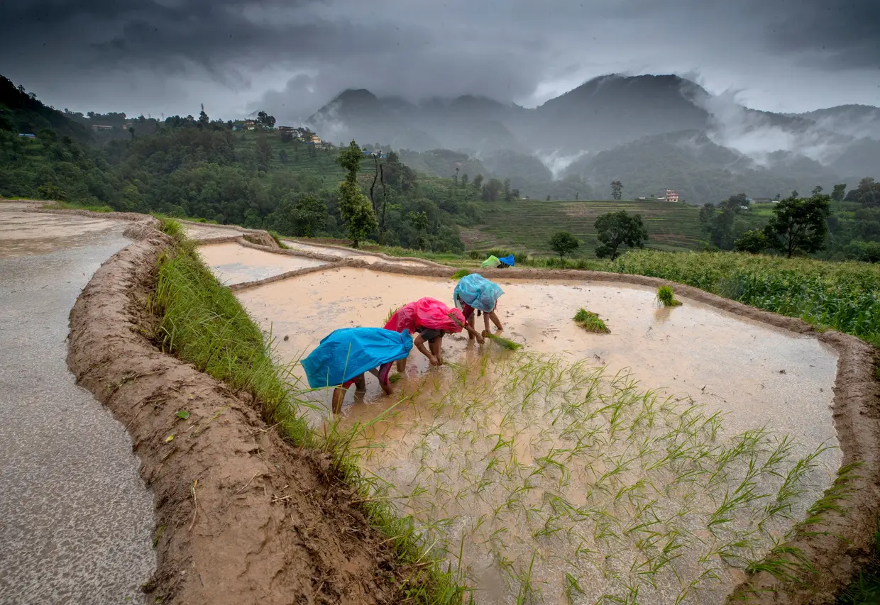 Trabalhadores plantam arroz durante as monções, Nuwakot, Nepal.