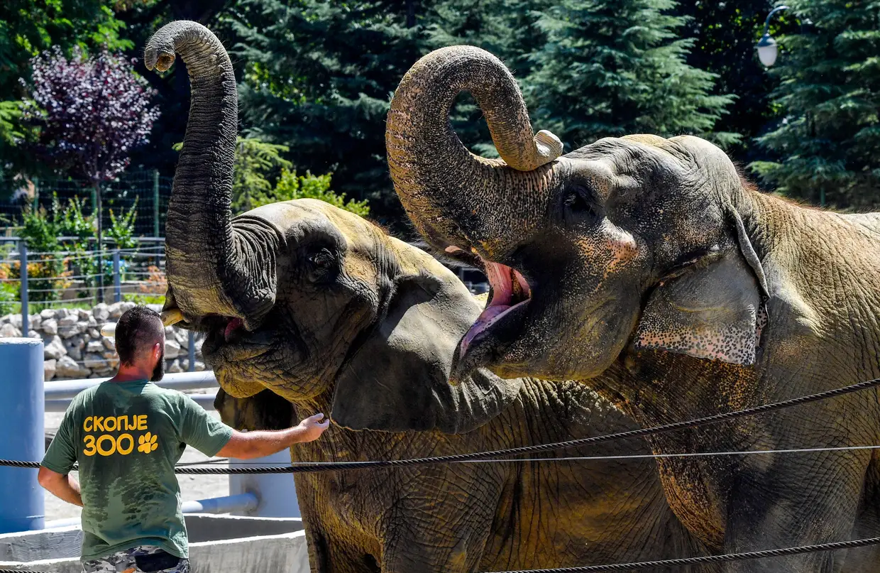 Membros do Zoo Skopje alimentam a Daela e o Dunja, no dia mundial do elefante, na Macedónia do Norte.