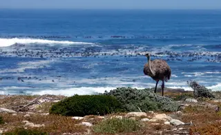 Cabo da Boa Esperança, África do Sul