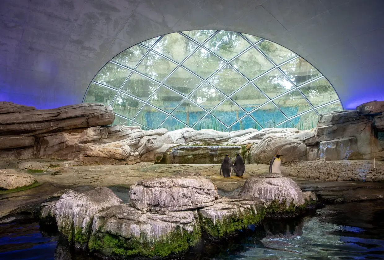 Um casal de pinguins macho tenta incubar um ovo abandonado no Zoo de Berlim.