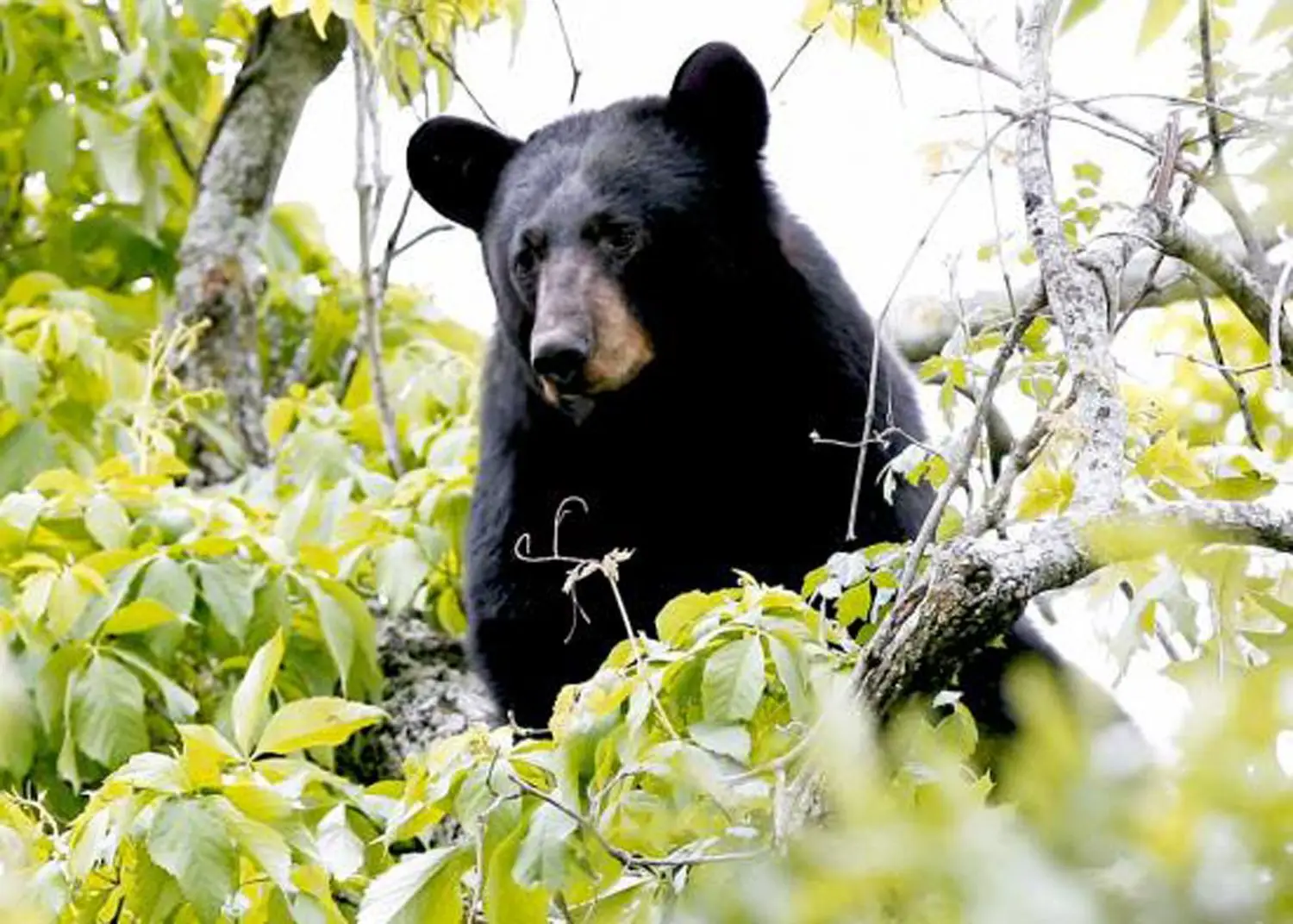 Urso Invade Casa Nos Eua E Destr I Parede Para Fugir Sic Not Cias