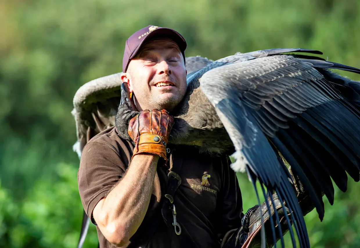 Peter Wenzel treina o jovem condor chamado Molina na Reserva da Águia em Bindslev, na Dinamarca