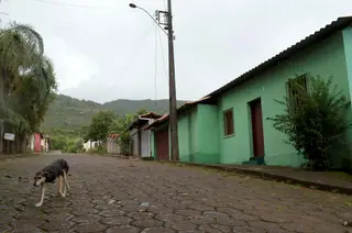 O caso de Pantufa, uma cadela grávida morta pelo dono