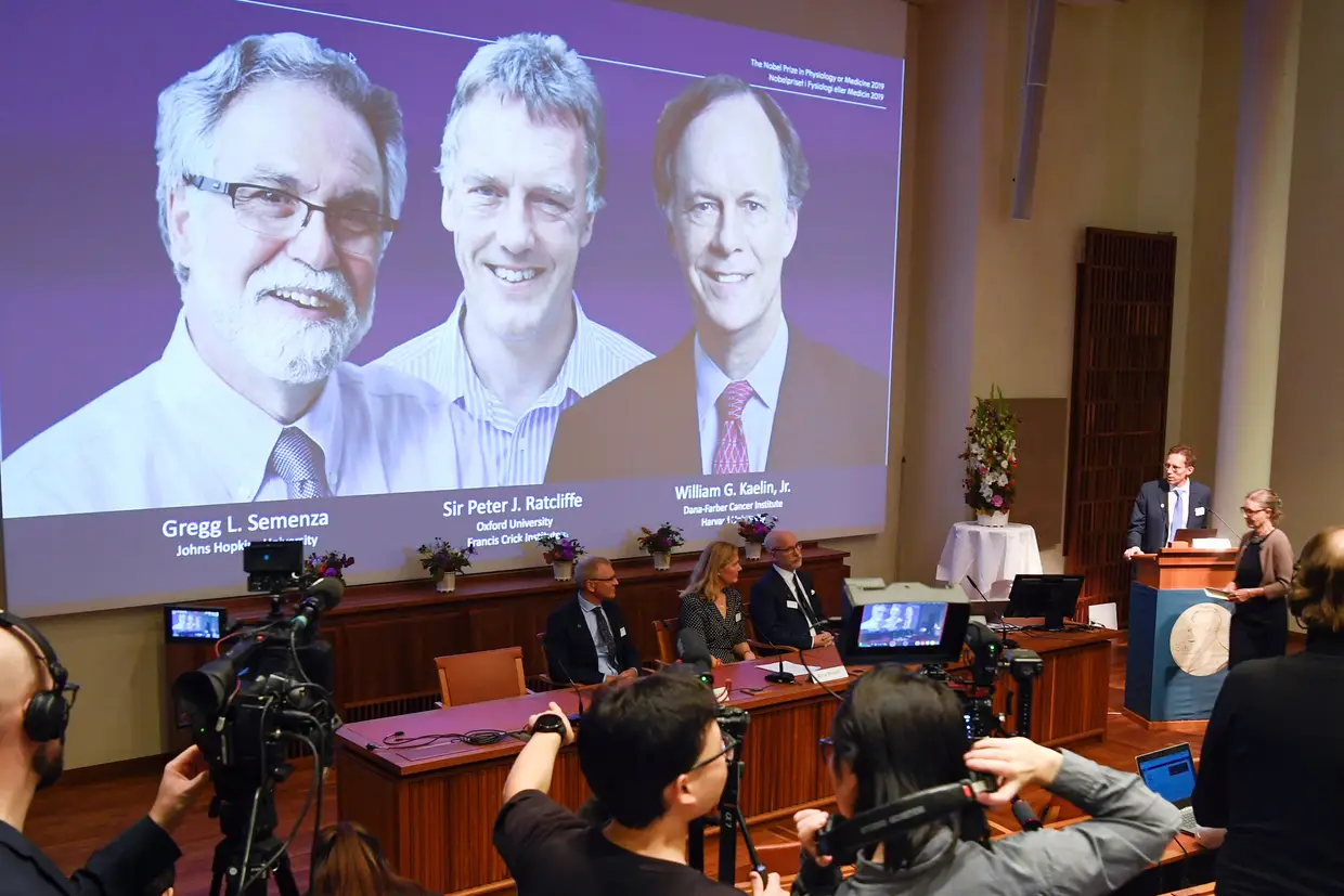 Prémio Nobel da Medicina foi atribuído a três investigadores que descobriram como as células se adaptam às variações de oxigénio.