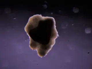 O pedaço de carne produzido no laboratório espacial