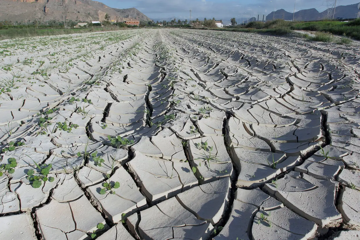 Um campo agrícola em Orihuela, Espanha, sofre as consequências da seca extrema, provocada pela falta de chuva.