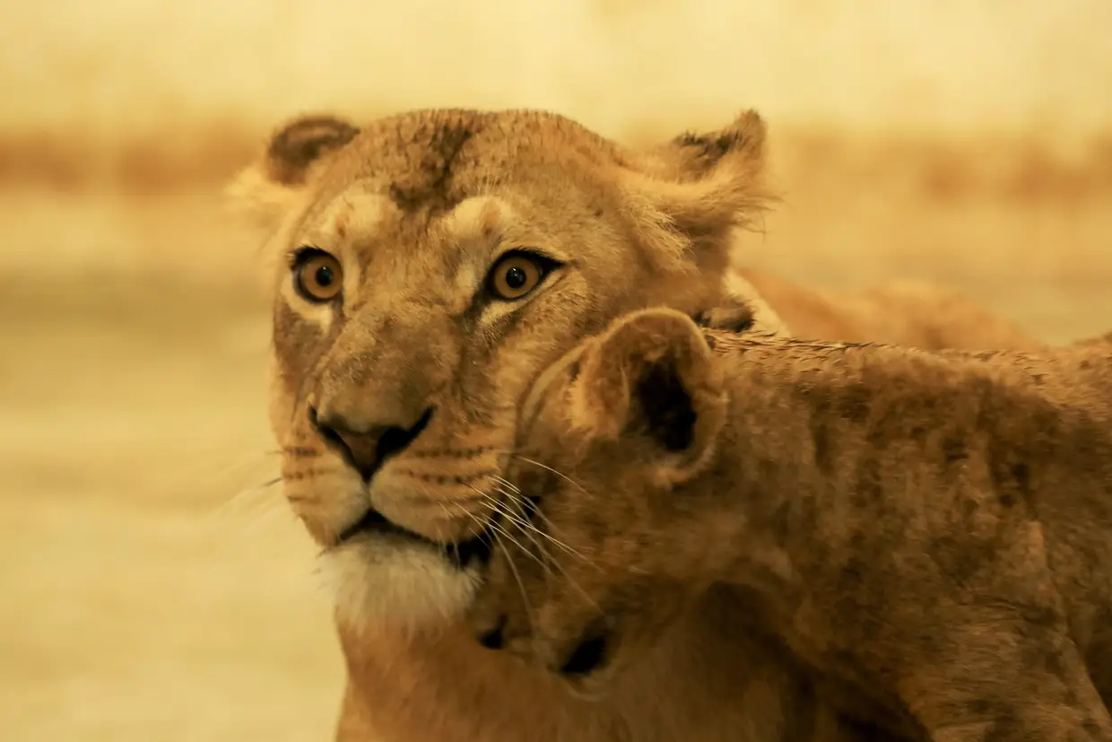 Uma leoa com cria de dois meses e meio num jardim zoológico em Peshawar, no Paquistão.