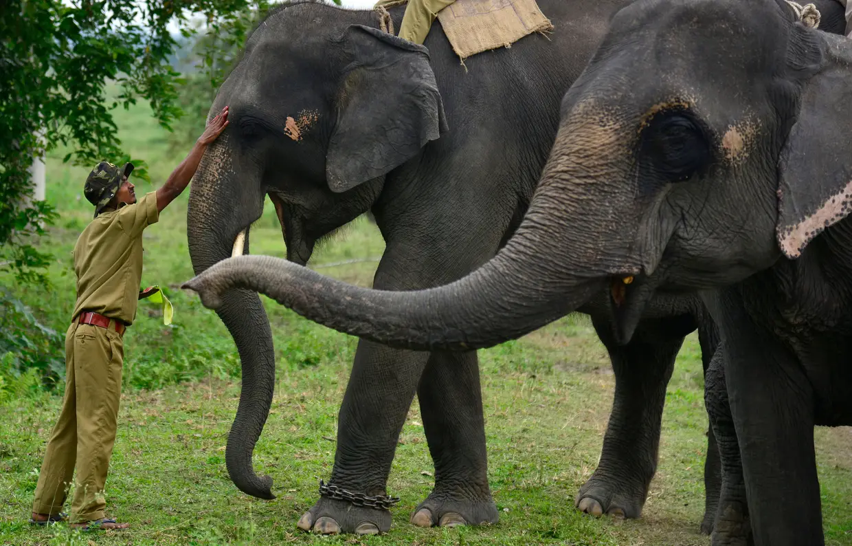 Indiano realiza um ritual antes de reabrir oficialmente o passeio de elefante no Pobitora Wildlife Sanctuary, em Assam, na Índia,