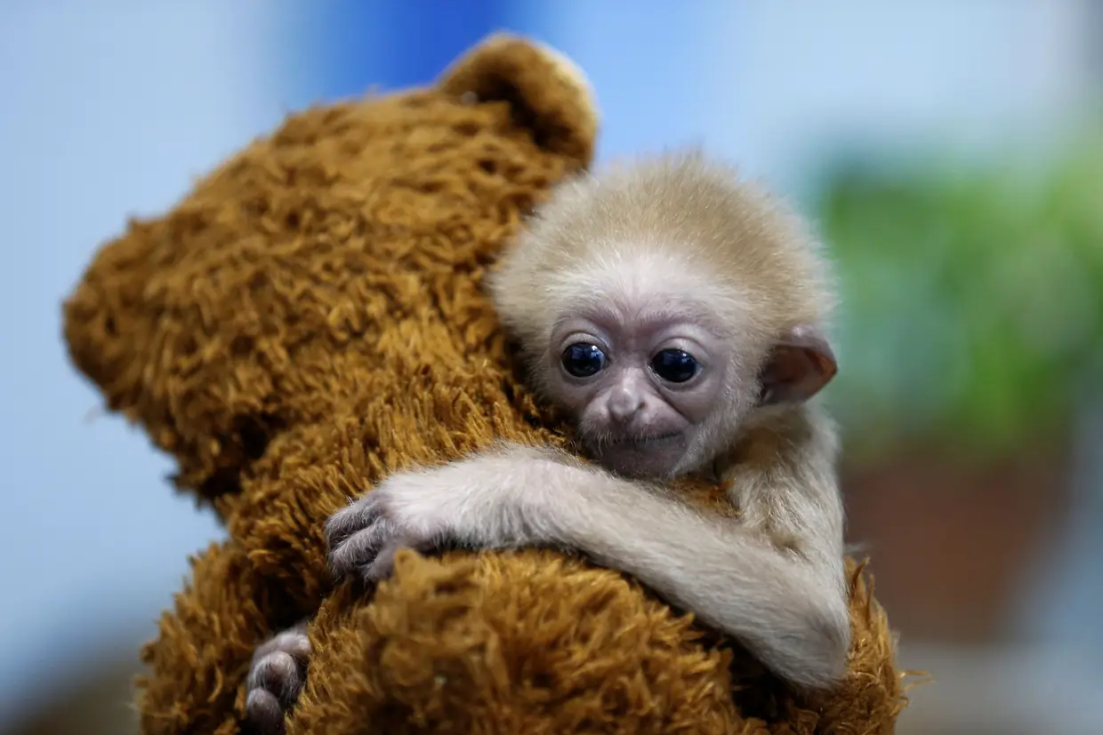Jim, um bebê gibão (grande macaco antropóide) de apenas dois meses abraça um ursinho de peluche num recinto de inverno do Zoológico em Almaty, no Cazaquistão