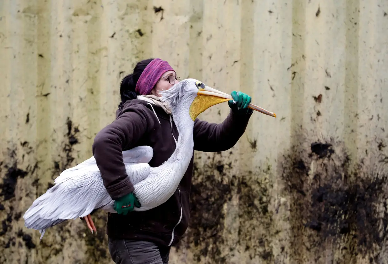 A tratadora do Jardim Zoológico de Dvur Kralove, na República Checa, transporta um pelicano para o recinto de inverno na cidade de Dvur Kralove nad Labem.