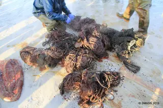 Facebook da Scottish Marine Animal Strandings Scheme