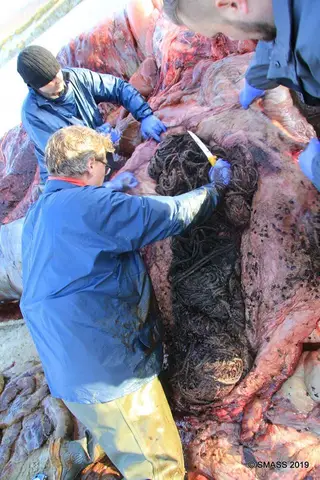Facebook da Scottish Marine Animal Strandings Scheme