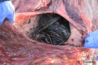 Facebook da Scottish Marine Animal Strandings Scheme