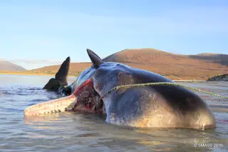 Facebook da Scottish Marine Animal Strandings Scheme